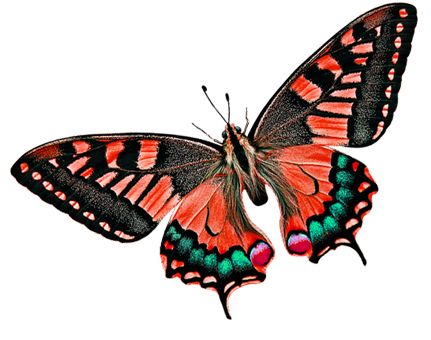 Schmetterling